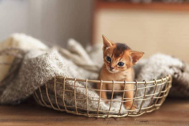 Meet The Playful And Energetic Abyssinian Cat Breed