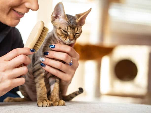 Understanding The Importance Of Regular Cat Grooming