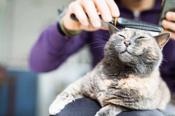 Cat Grooming – The Dos And Don'ts For Shedding Season