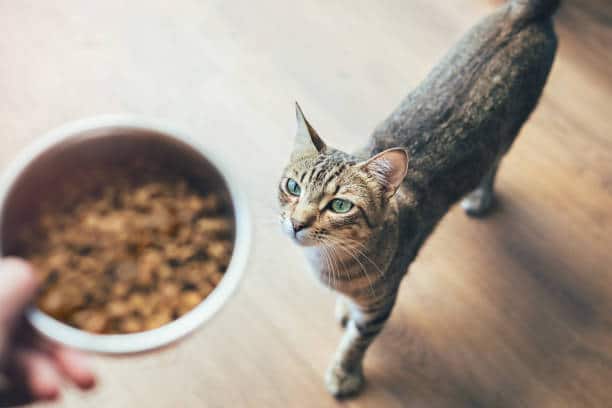 Homemade Vs. Commercial Cat Food – Pros And Cons