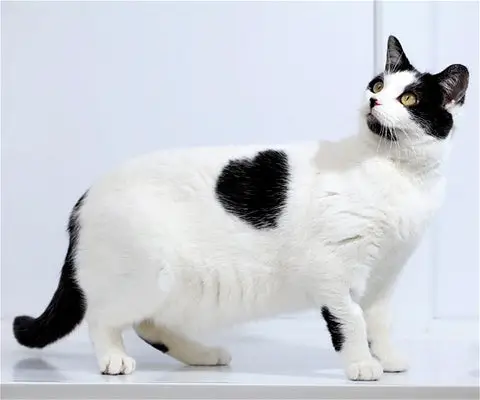 Exploring Magpie Cats: Surprising Facts About Black and White Cat Breed