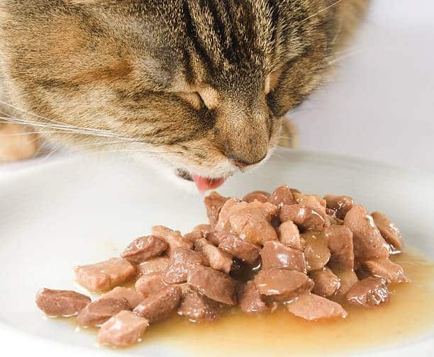 A Complete Guide To Reading Cat Food Labels And Ingredients