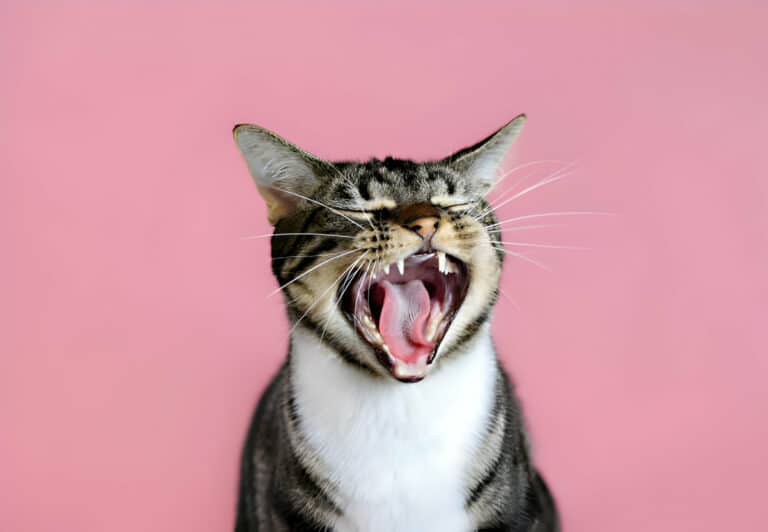 10 Tips For Correcting Problematic Cat Behavior