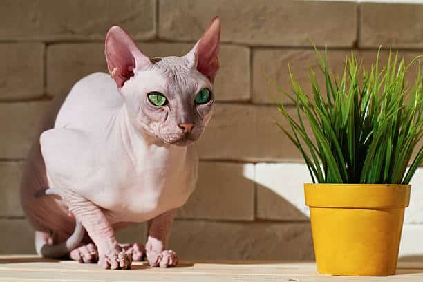 Unraveling The Mysteries Of The Sphinx Cat Breed