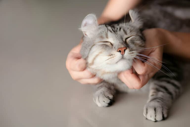 DIY Cat Grooming – A Step-by-Step Guide