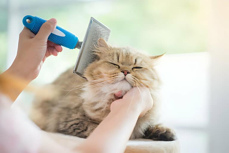 The Dos And Don'ts Of Cat Grooming And Hygiene
