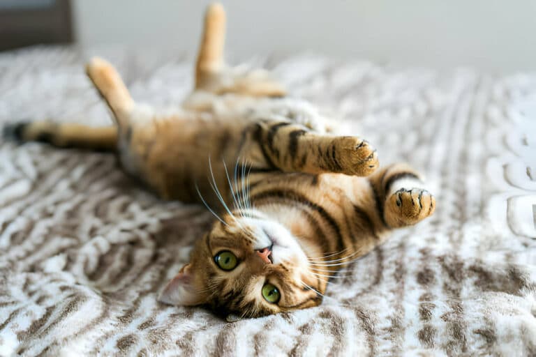 Understanding Cat Behavior To Improve Litter Box Training