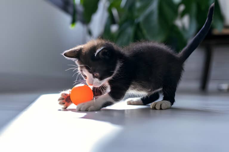 Cat Toys And Accessories To Keep Your Kitty Active