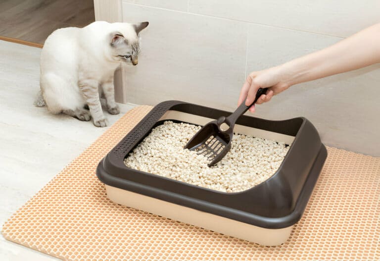 Common Mistakes To Avoid When Litter Box Training Your Cat