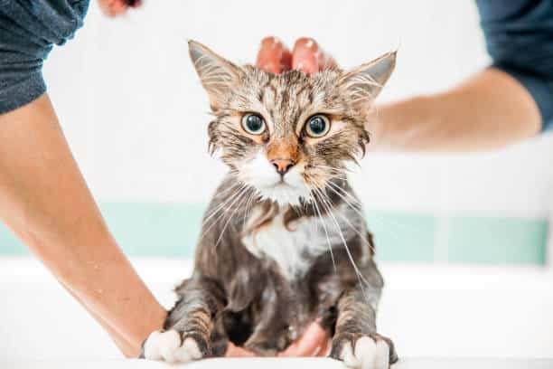 Improving Your Cat's Hygiene – Simple Steps For A Healthy Pet
