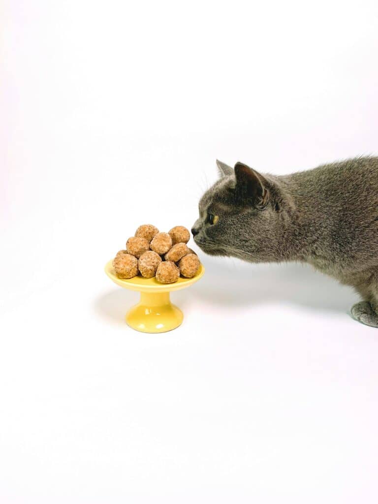 Why Isn't My New Cat Eating? Understanding Picky Eaters in a New Home