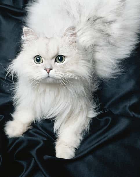 The History And Origins Of Persian Cat Breed