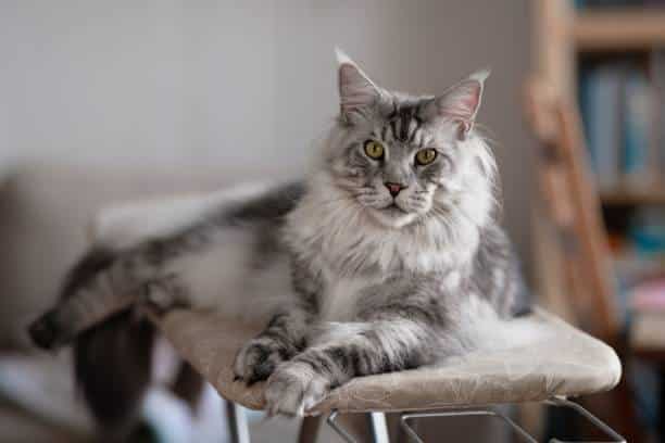 A Complete Guide To The Maine Coon Cat Breed