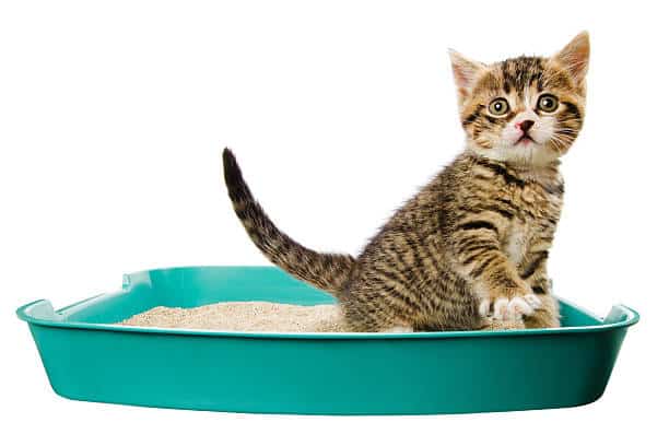 The Complete Guide To Litter Box Training Kittens