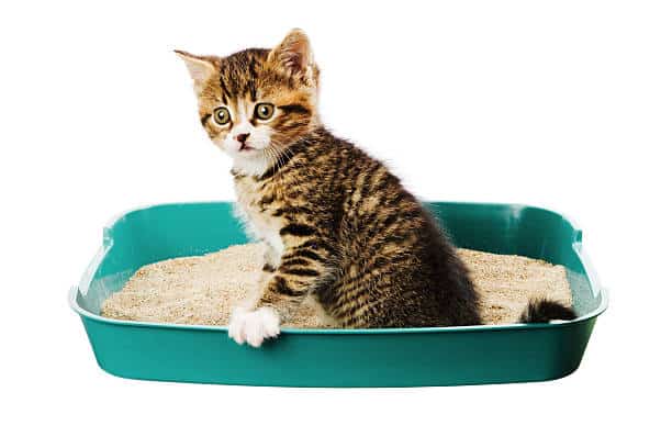 Effective Strategies For Transitioning Outdoor Cats To Litter Boxes