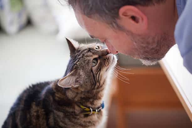The Science Behind Cat Behavior – Exploring Feline Instincts