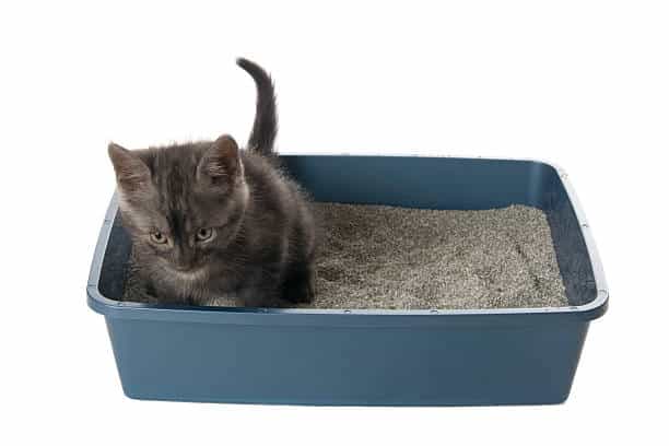 10 Ways To Keep Your Cat's Litter Box Odor-Free