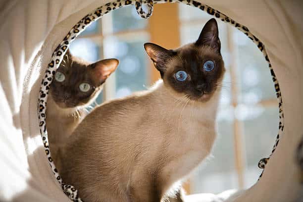 5 Fascinating Facts About Siamese Cats