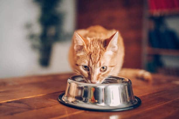How To Choose The Right Cat Food For Your Furry Companion