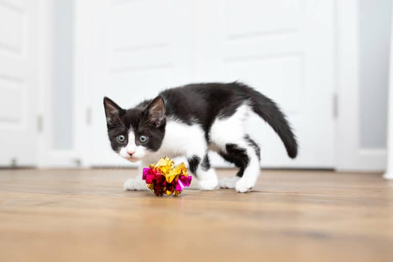 Feline Cerebellar Hypoplasia: The Wobbly Cat Syndrome Impacts Kittens with a Unique Condition