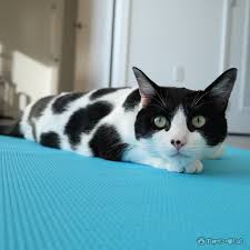 Cow Cat Pattern